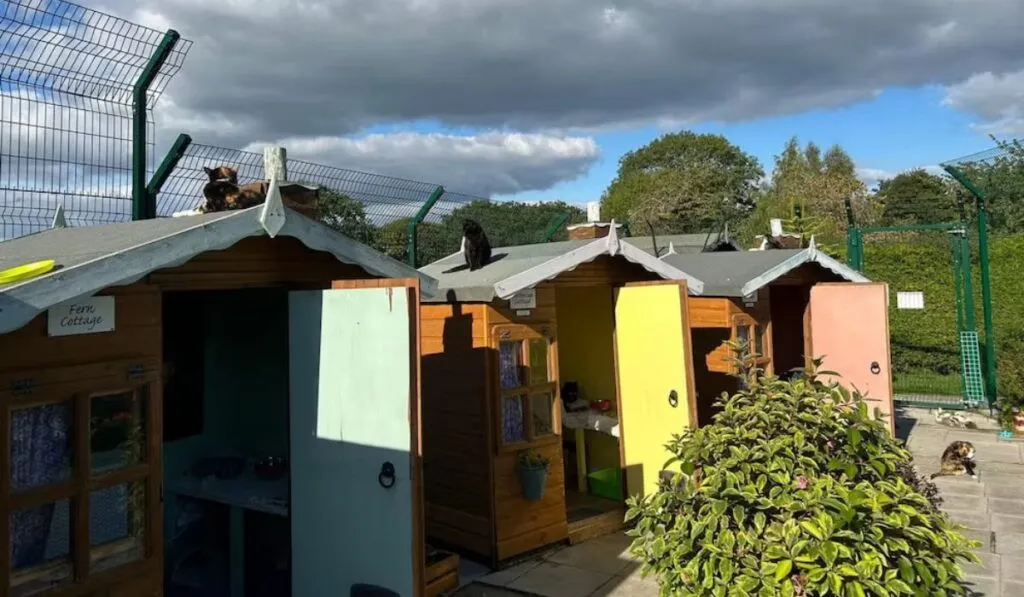 Un retiro digno para gatos olvidados: así es el “pueblo” donde viven sus últimos años