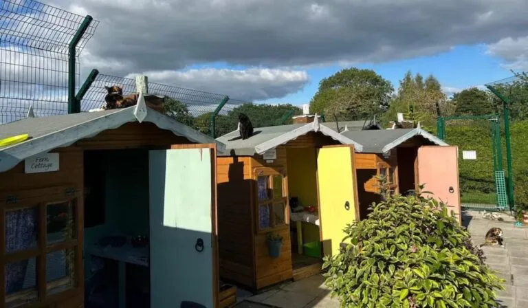 Un retiro digno para gatos olvidados: así es el “pueblo” donde viven sus últimos años