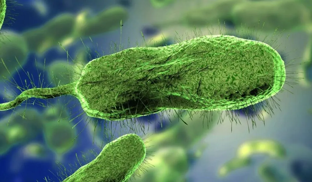 Vibrio avanza en EU: cambio climático eleva riesgo por bacteria en mariscos y aguas costeras