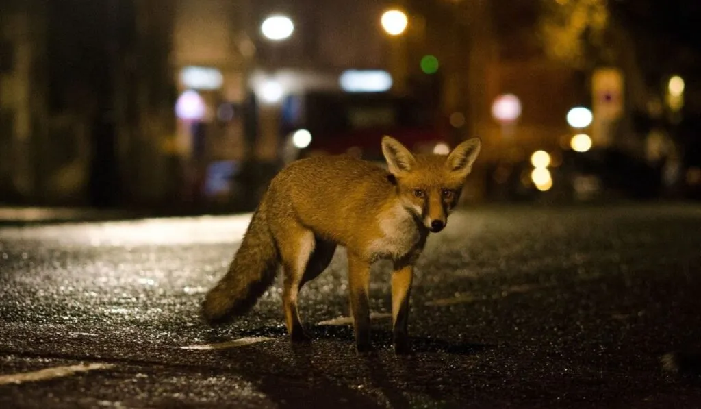Zorros urbanos: ¿se están domesticando solos sin que lo notemos?