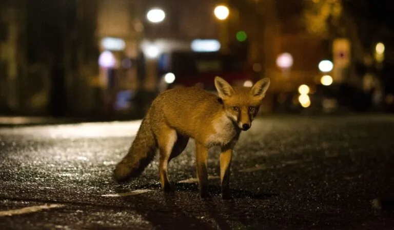 Zorros urbanos: ¿se están domesticando solos sin que lo notemos?