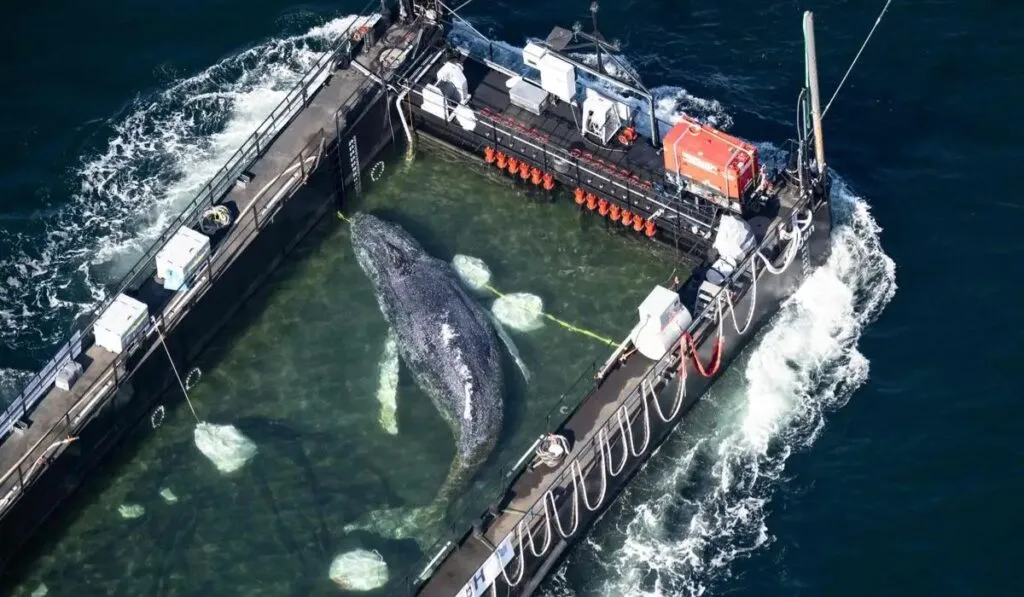 Biólogo mexicano lidera el rescate de “Timmy”, la ballena jorobada