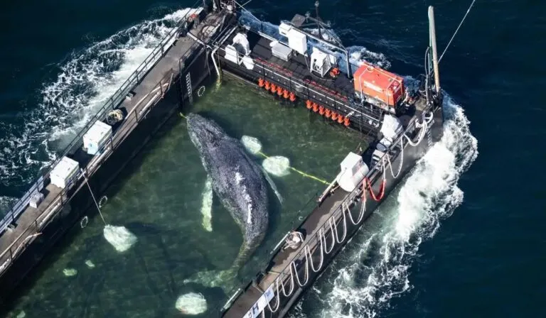 Biólogo mexicano lidera el rescate de “Timmy”, la ballena jorobada