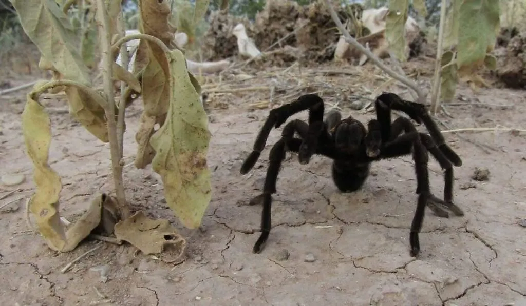 Arañas gigantes en la Zona del Silencio: la biodiversidad real detrás del mito desértico