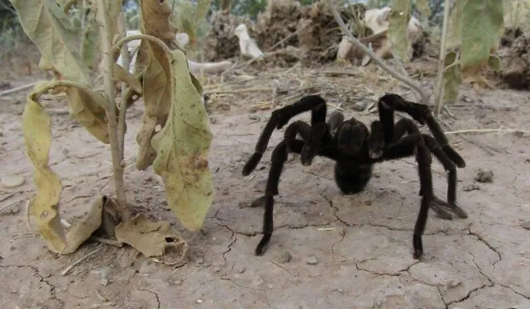 Arañas gigantes en la Zona del Silencio: la biodiversidad real detrás del mito desértico