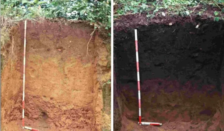 Terra preta amazónica revive suelos degradados y acelera hasta 50% el crecimiento forestal