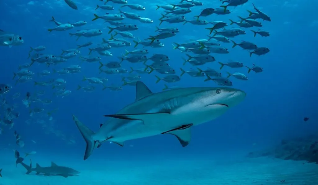 Tiburones ayudan a mejorar el pronóstico climático marino y sorprenden a la ciencia