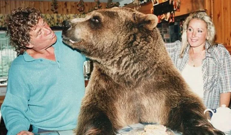 Hércules, el oso que vivió como hijo adoptivo y conquistó al mundo con su increíble historia