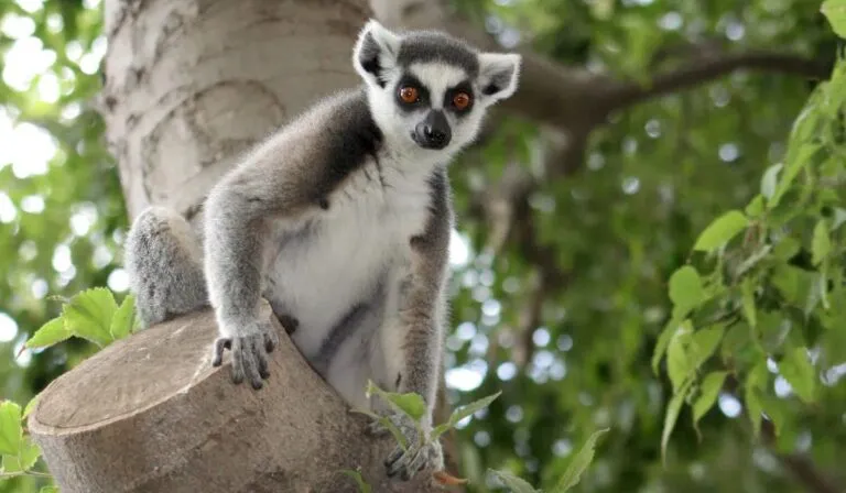 Madagascar revive sus selvas: hongos, 100 especies de árboles y un corredor verde para salvar a los lémures