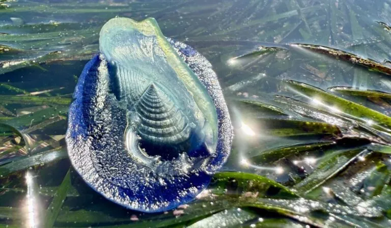 Playas de California se pintan de azul por invasión masiva de Velella velella