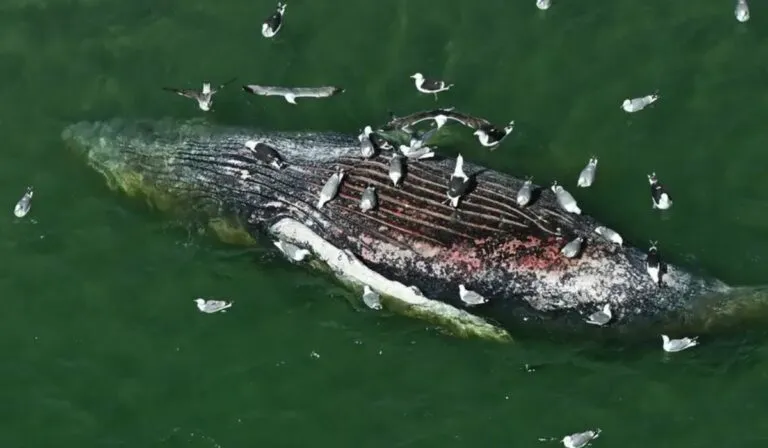 Timmy, la ballena rescatada por 1.5 millones de euros, aparece muerta tras fallido operativo