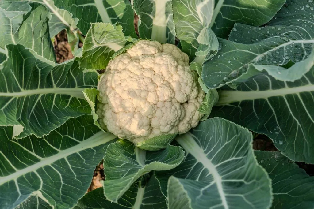 Coliflor madura rodeada de hojas verdes en un cultivo agrícola, materia prima utilizada en investigaciones para obtener proteínas a partir de residuos vegetales.