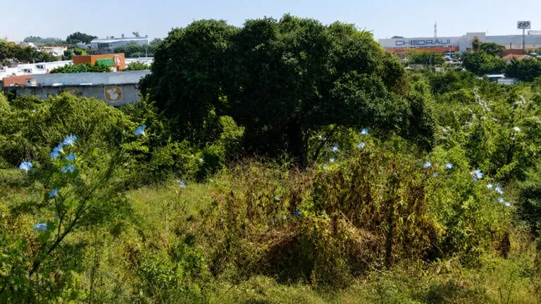 Propuesta para declarar La Cazahuatera como Área Natural Protegida en Cuernavaca.