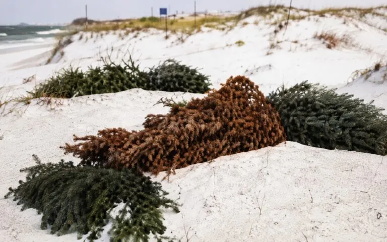 Árboles de Navidad reutilizados para fortalecer dunas y reducir la erosión costera en Alabama