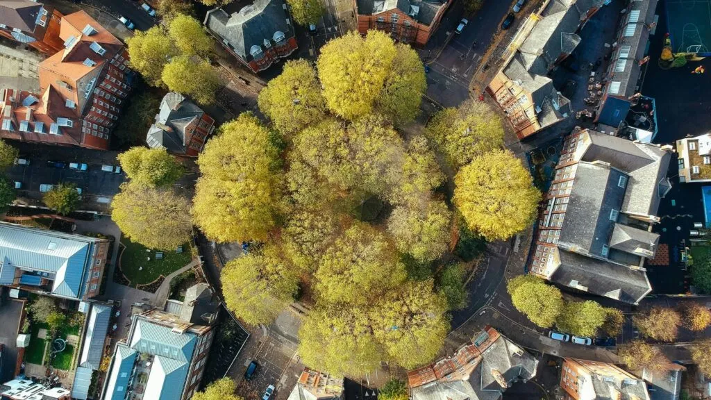 Árboles urbanos como herramienta para enfrentar el cambio climático