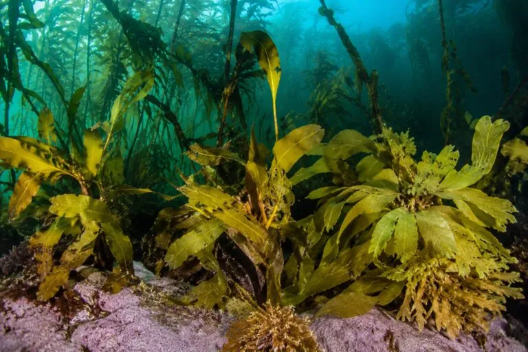 Bosques submarinos de la Patagonia con biodiversidad marina única en el sur de Chile.