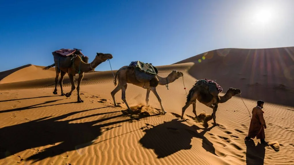 Impacto del cambio climático y las altas temperaturas sobre los camellos en África.