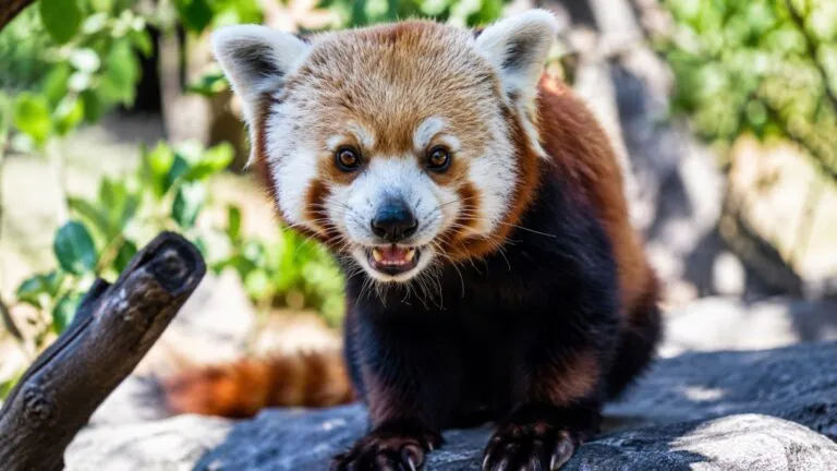 Cría de panda rojo en un zoológico como parte de un programa internacional de conservación de la especie.