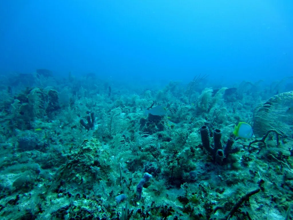 Contaminación marina en el fondo del océano con residuos plásticos que afectan ecosistemas marinos profundos.