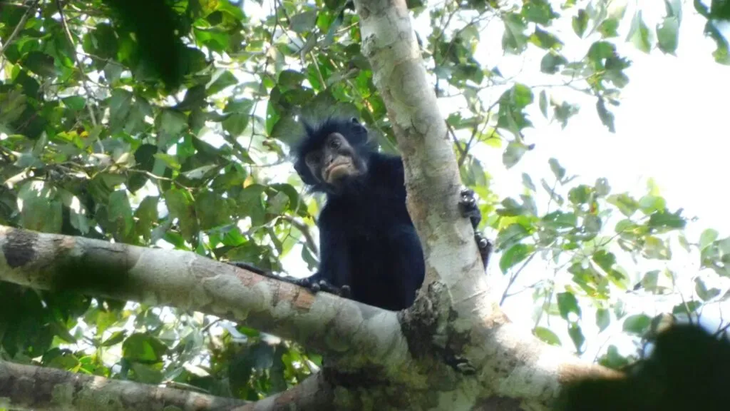 Descubrimiento de una nueva especie de mono en los bosques de la República Democrática del Congo.