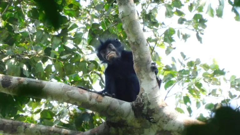 Descubrimiento de una nueva especie de mono en los bosques de la República Democrática del Congo.