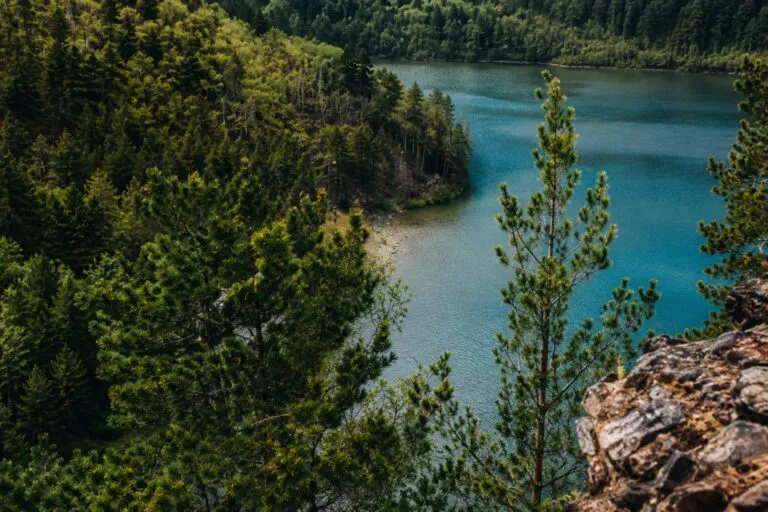 Bosque con partículas de ADN ambiental utilizadas para reconstruir 34 años de biodiversidad