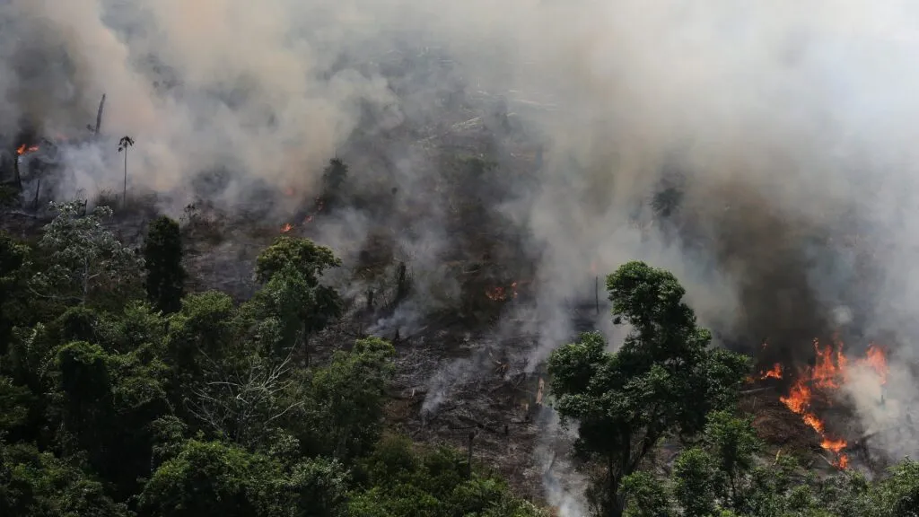 Disminución de los incendios forestales en el Amazonia durante 2025.