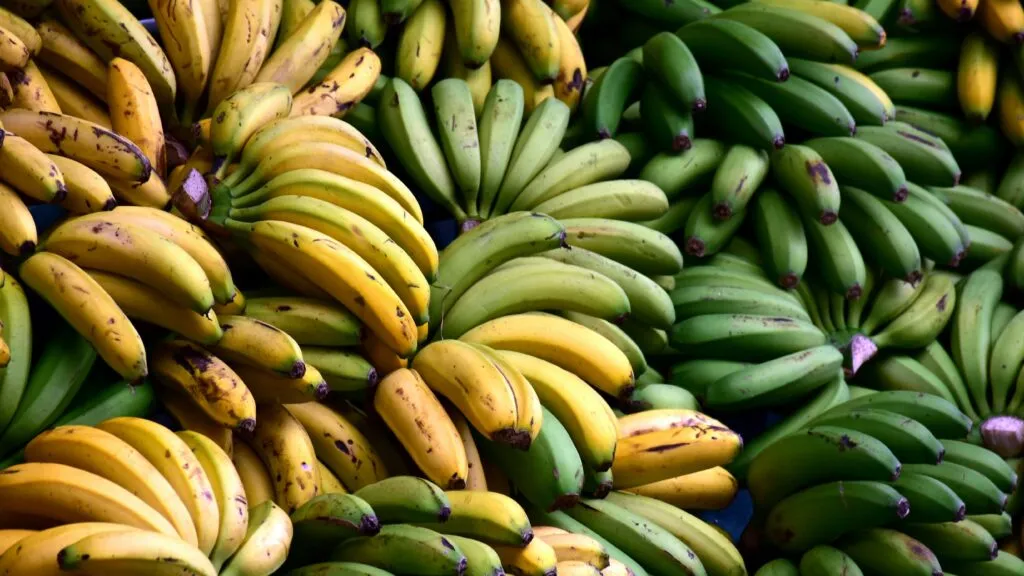 Cultivo de plátanos favorecido por el aumento de las temperaturas en Reino Unido.