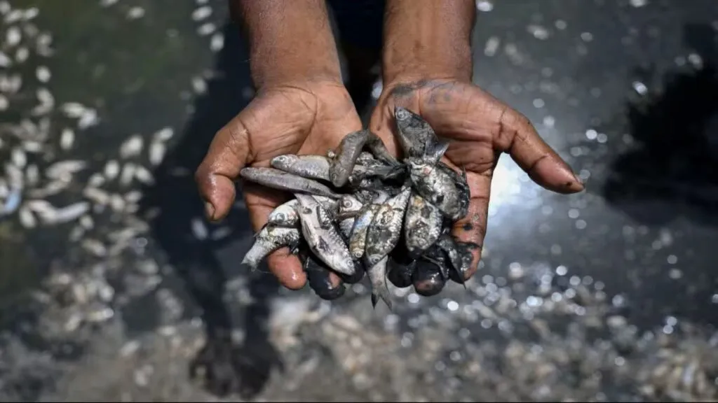 El Niño altera la migración de especies marinas y cambia la actividad pesquera en diferentes regiones del mundo.