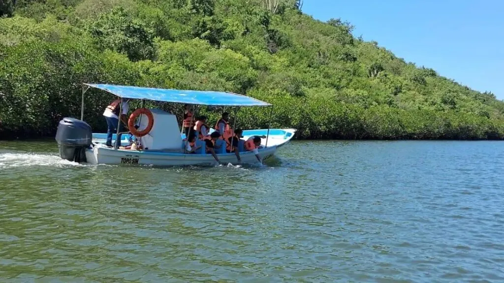 "El Pechocho" es un delfín nariz de botella que habita desde hace décadas la Bahía de Topolobampo, en Sinaloa.