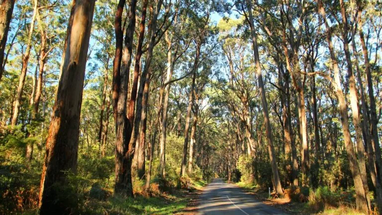 Los eucaliptos aumentan el riesgo de incendios forestales y reavivan el debate sobre la gestión sostenible de los bosques.