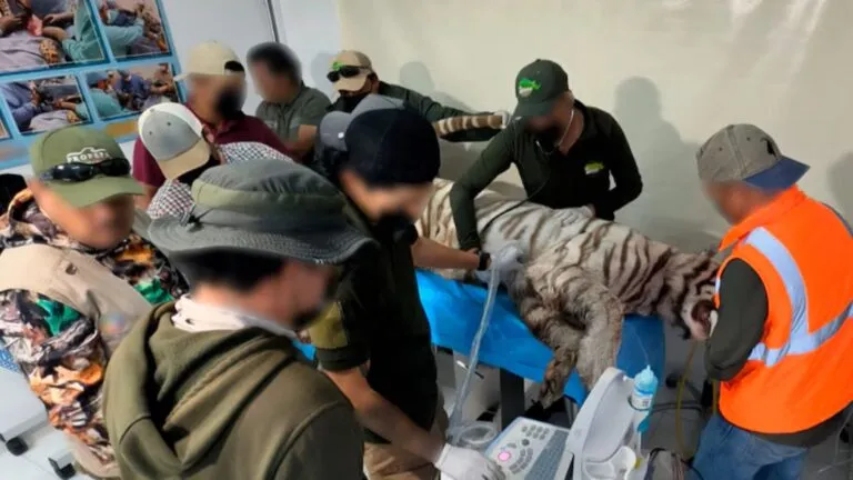 Tigre de Bengala capturado tras cinco días de búsqueda en el Estado de México durante un operativo coordinado por autoridades ambientales.