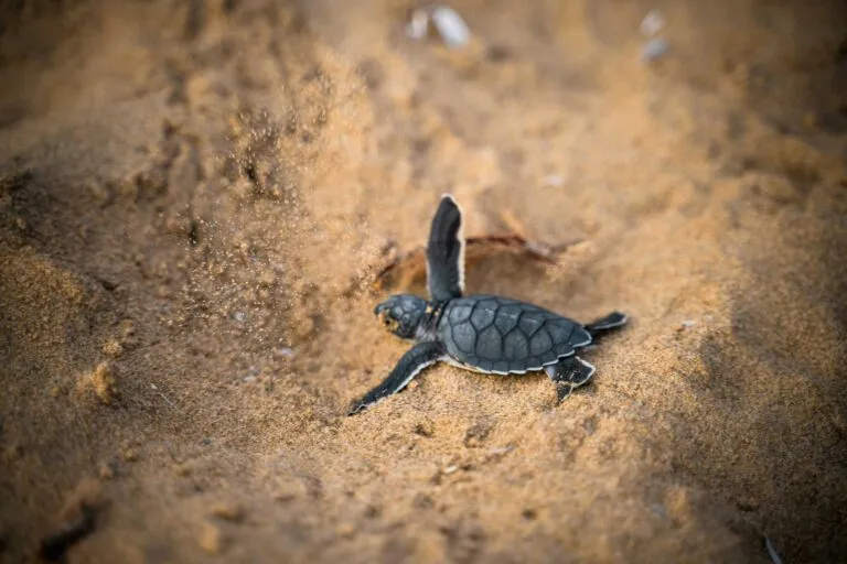 Autoridades realizan operativo contra el tráfico de fauna marina en Santa Elena, Ecuador.