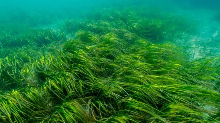 Restauración de una pradera marina para recuperar ecosistemas marinos y biodiversidad.