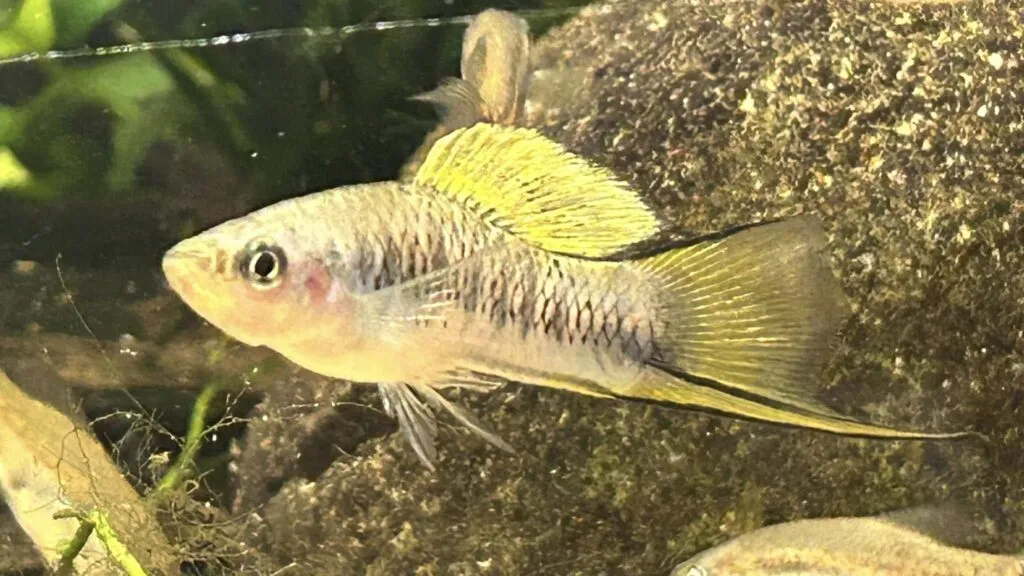 Efectos de la contaminación del agua sobre la reproducción y diversidad de peces en ríos de México.
