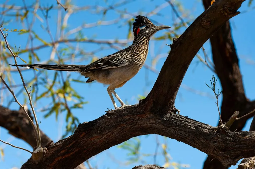 Correcaminos en Culiacán dentro del bosque tropical seco de Sinaloa, símbolo de la biodiversidad local.