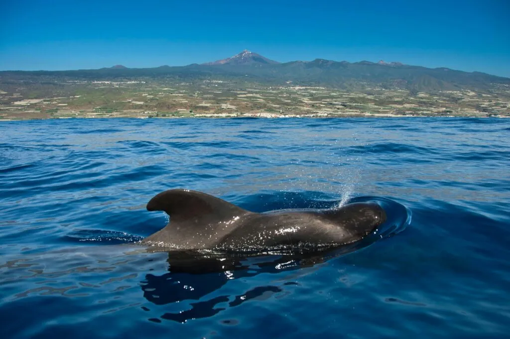 Vaquita marina nadando en el Golfo de California como símbolo de la conservación de la biodiversidad en México.
