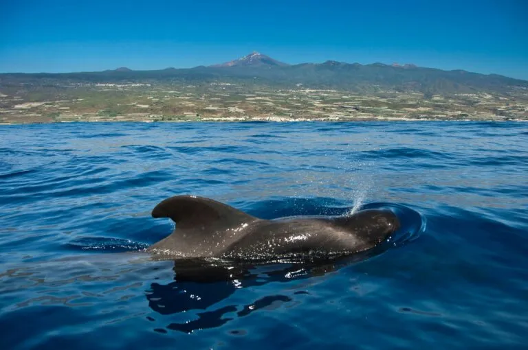 Vaquita marina nadando en el Golfo de California como símbolo de la conservación de la biodiversidad en México.