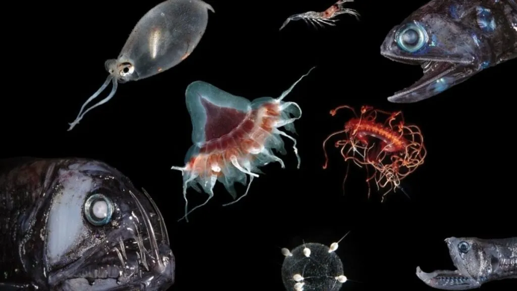 Zona crepuscular del océano donde ocurre la mayor migración diaria de organismos marinos.