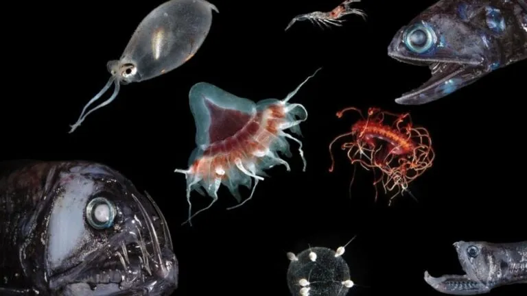 Zona crepuscular del océano donde ocurre la mayor migración diaria de organismos marinos.