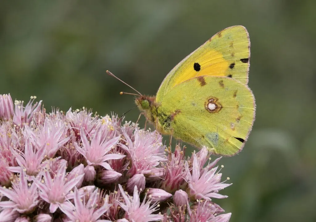 Mariposas de Timanfaya volando sobre un paisaje volcánico en el Parque Nacional de Lanzarote