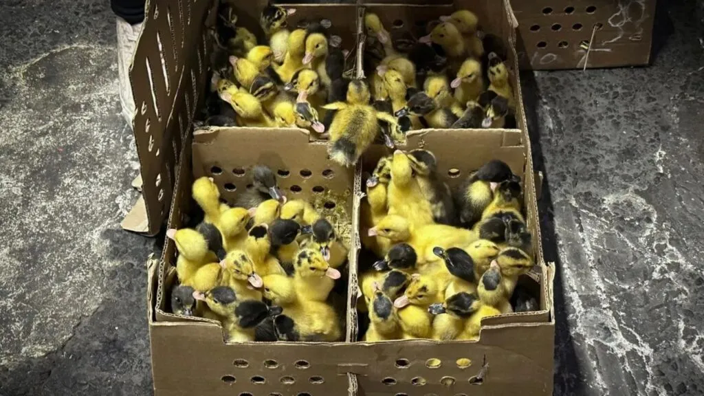 Venta de patos como mascotas en México preocupa por el vacío legal y el riesgo de abandono durante la fiebre del Mundial 2026.