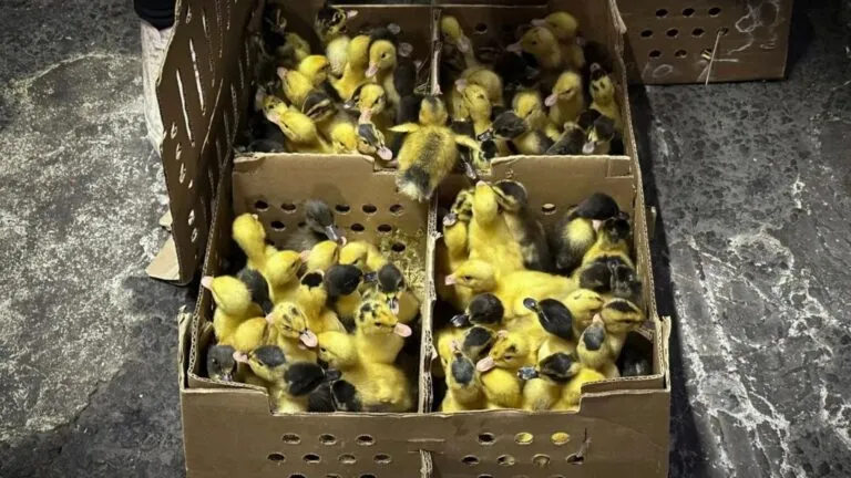 Venta de patos como mascotas en México preocupa por el vacío legal y el riesgo de abandono durante la fiebre del Mundial 2026.