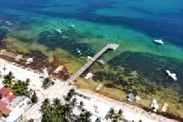 Peces muertos en Puerto Morelos por posible impacto del sargazo en el Caribe mexicano