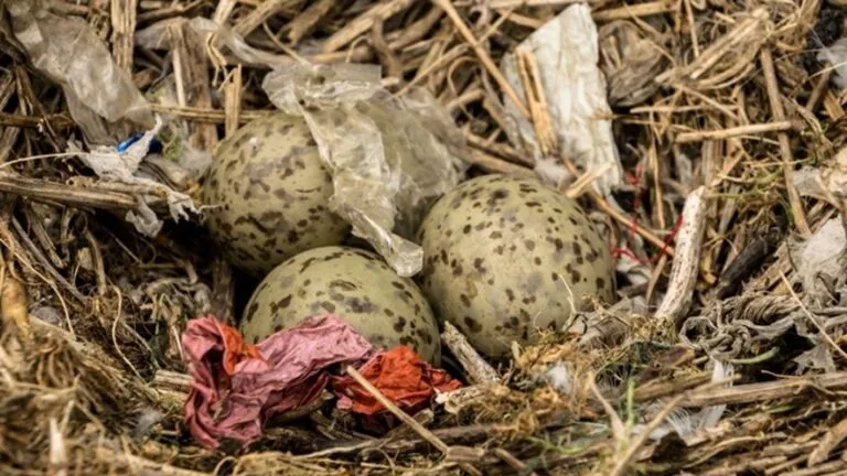 Aves construyen nidos con plástico y otros residuos humanos.
