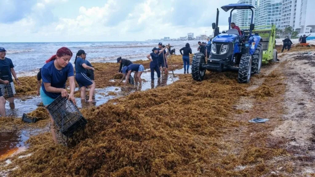 Estrategia para contener el sargazo y reducir su impacto en las playas de Quintana Roo.