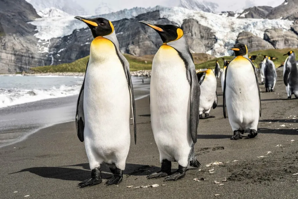 Pingüino emperador en la Antártida afectado por la pérdida de hielo marino debido al cambio climático.