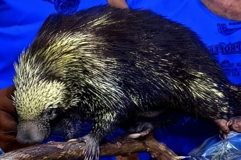 Puercoespín mexicano rescatado por Profepa en Michoacán como parte de las acciones de conservación de la fauna silvestre.