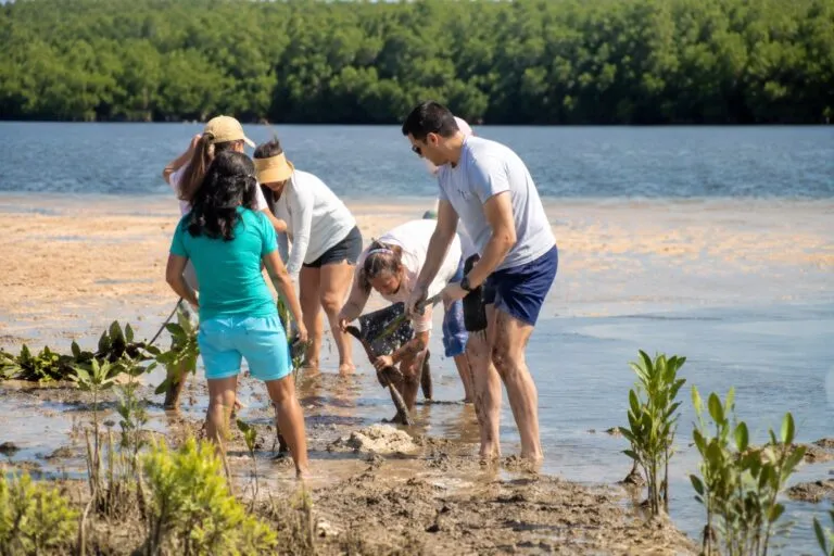 Restauración de manglar en Cozumel durante jornada ambiental gratuita en Punta Sur para proteger el ecosistema costero.