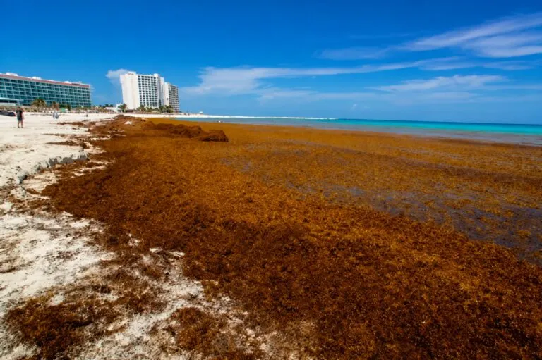 Sargazo en Quintana Roo acumulado en una playa del Caribe mexicano con labores de protección ambiental.